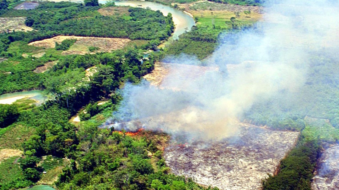 La Selva Lacandona lucha por sobrevivir a la deforestación