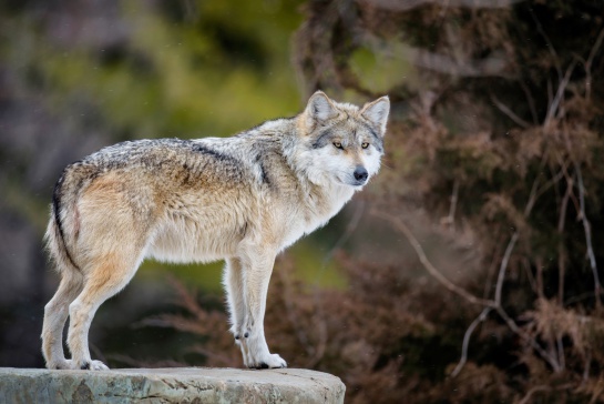 La Reserva de la Biósfera de Janos es un proyecto que incluye la conservación de los ambientes naturales La Reserva de la Biósfera de Janos es un proyecto que incluye la conservación de los ambientes naturales