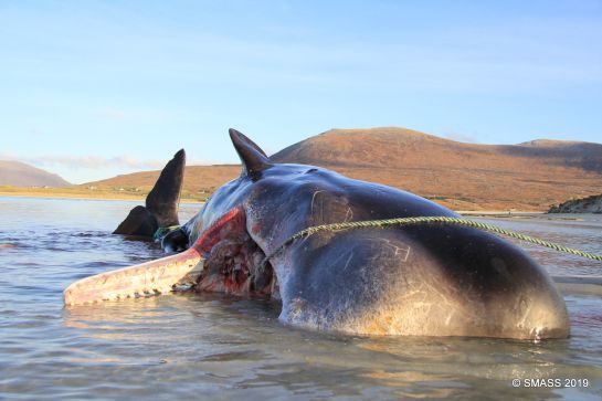 Ambientalistas realizaron una necropsia al animal que murió luego de quedar varado en la playa Seilebost Ambientalistas realizaron una necropsia al animal que murió luego de quedar varado en la playa Seilebost