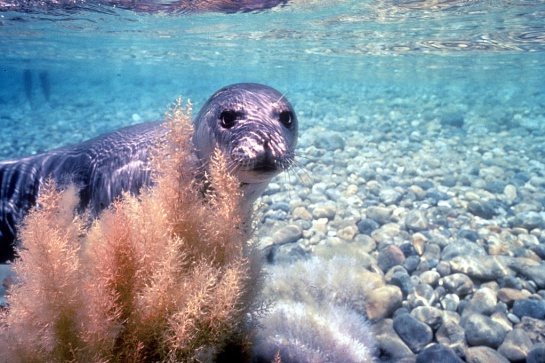 La causa de la extinción fue debido a que fue perseguida por el aceite que se pudía extraer de su grasa La causa de la extinción fue debido a que fue perseguida por el aceite que se pudía extraer de su grasa