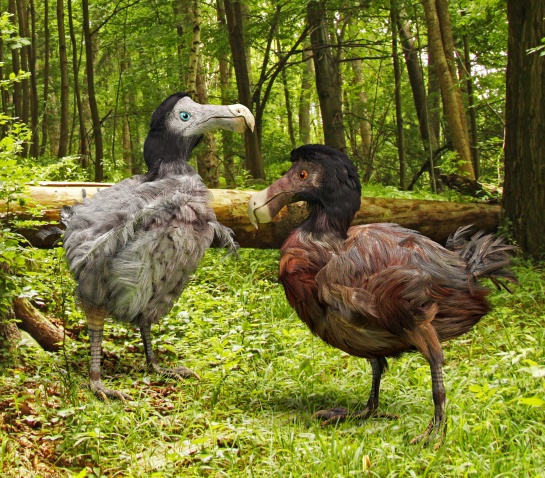 Los humanos llegaron al país insular del océano Índico, trayendo consigo otros animales y su propio apetito por la carne y por obvias razones el dodo no duró mucho Los humanos llegaron al país insular del océano Índico, trayendo consigo otros animales y su propio apetito por la carne y por obvias razones el dodo no duró mucho