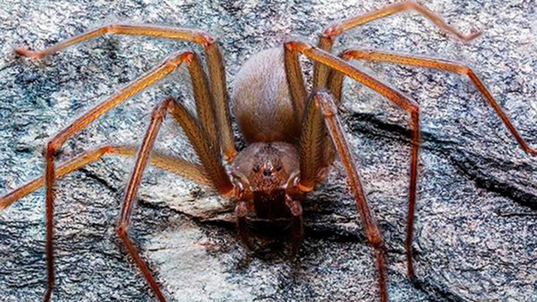 SOPITAS: Araña violinista, también conocida como "Loxosceles Tenochtitlan"