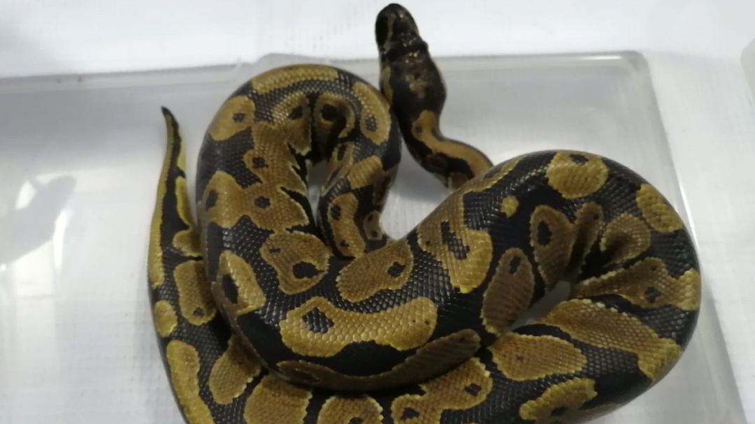 Asegura Guardia Nacional una serpiente pitón y un lagarto