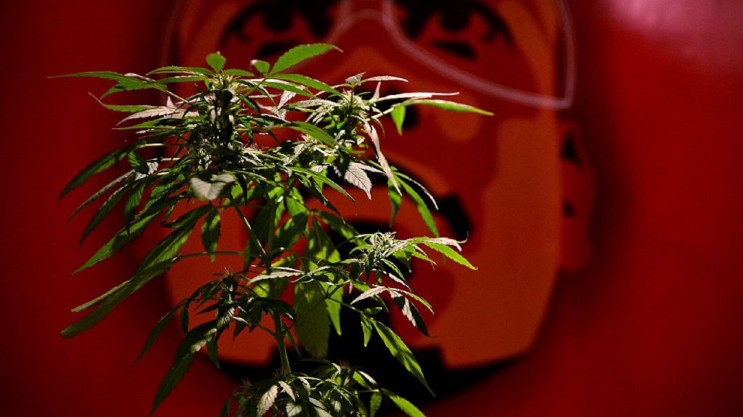 #MesaCannabicaWFM presenta: Weed Trade Show