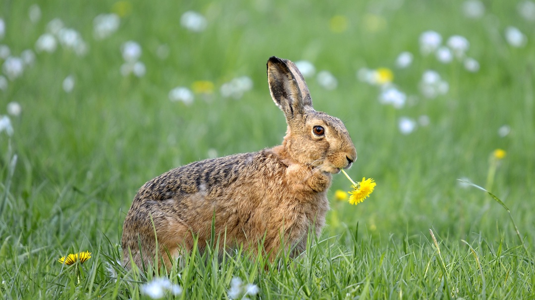 Ahora el conejo está en la lista roja de especies en peligro de extinción