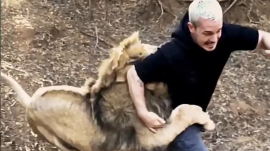 León intenta comerse a un joven, pero el inesperado final se vuelve viral