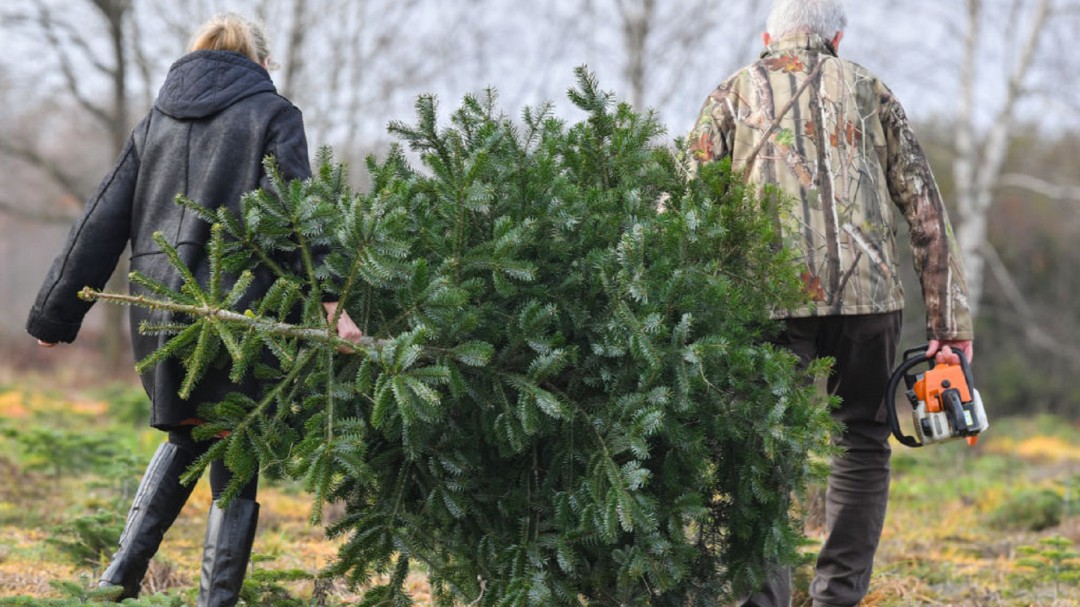 SOPITAS: ¡No tires a la basura tu árbol de navidad mejor recíclalo!