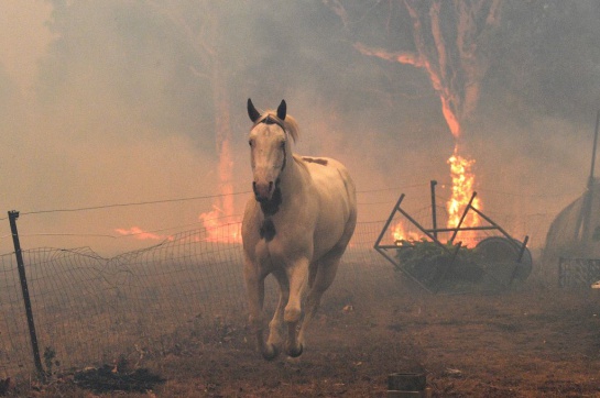 Las ráfagas de hasta 96 kilómetros por hora han sido el combustible fatal para el fuego Las ráfagas de hasta 96 kilómetros por hora han sido el combustible fatal para el fuego