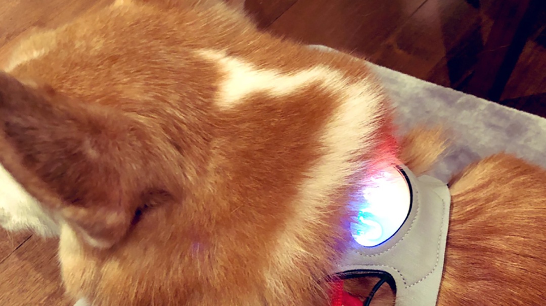 CES 2020: ¿Tu perrito está feliz o triste? Chaleco indica sus sentimientos
