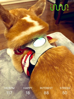 Inuphaty muestra si tu perrito está “feliz”, “interesado”, “emocionado”, “relajado” y “estresado” Inuphaty muestra si tu perrito está “feliz”, “interesado”, “emocionado”, “relajado” y “estresado”