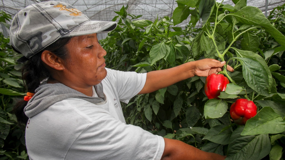 Si AMLO quiere que el campo crezca al 7.5% no debe retirarnos apoyos: CNA