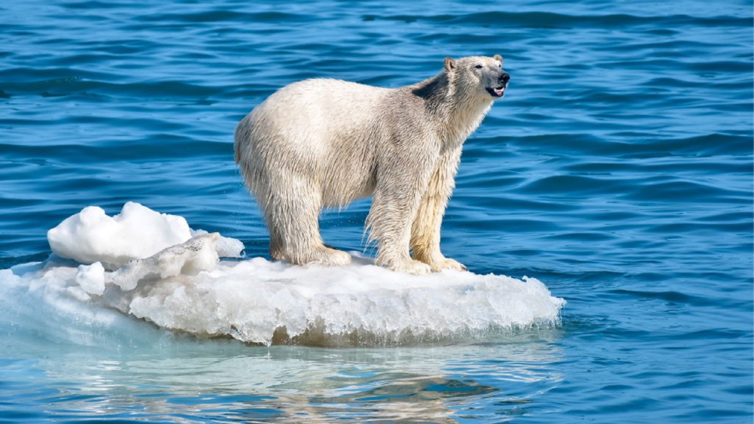SOPITAS: La temperatura de los océanos en 2019, la más alta en la historia