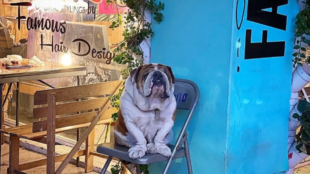 Policías recuperan bulldog y detiene a pareja que pretendía cobrar rescate