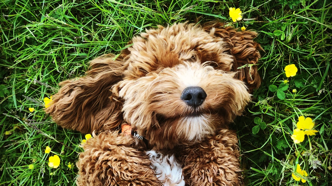 ¿Cómo entender a mi perro?