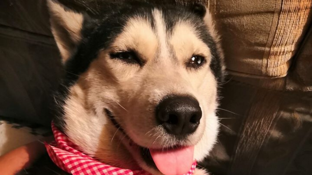 Fallece "Max", perrito que vendía cupcakes para tratar su cáncer