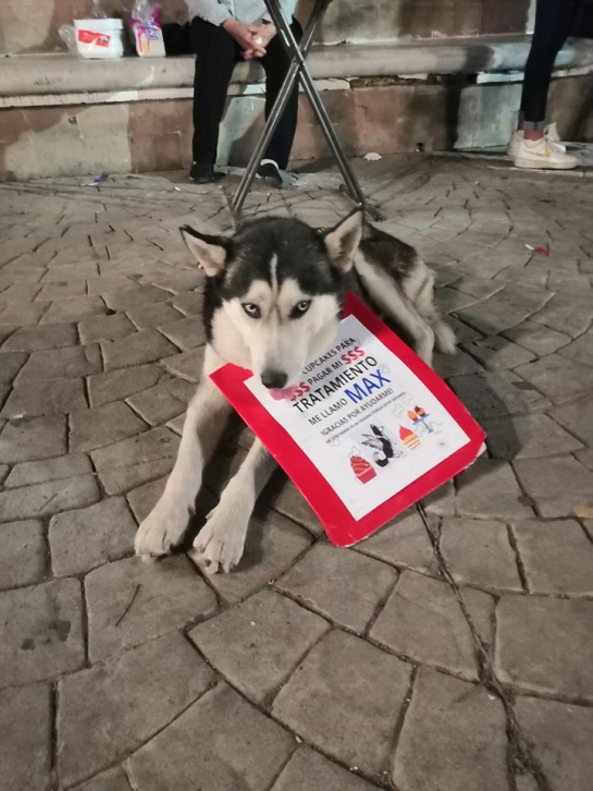 El perrito fue adoptado luego de que Max fuera abandonado por su anterior dueño cuando se enteró que tenía síntomas de estar enfermo El perrito fue adoptado luego de que Max fuera abandonado por su anterior dueño cuando se enteró que tenía síntomas de estar enfermo
