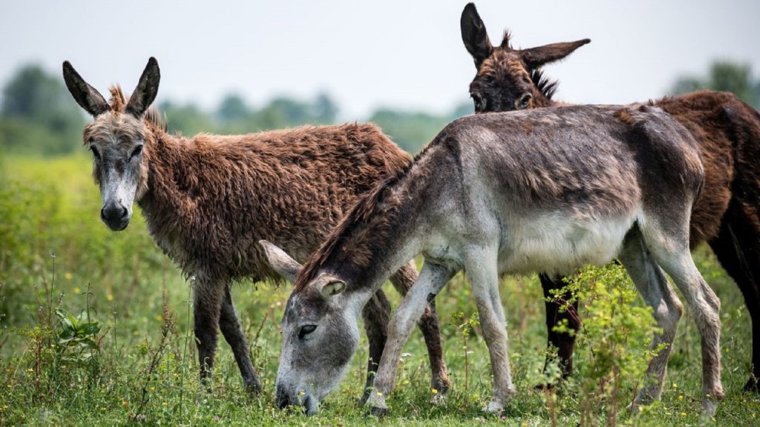 Burro mexicano, una especie más en peligro de extinción