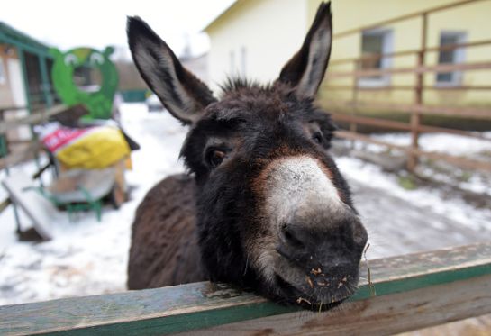 Burro mexicano, una especie más en peligro de extinción Burro mexicano, una especie más en peligro de extinción