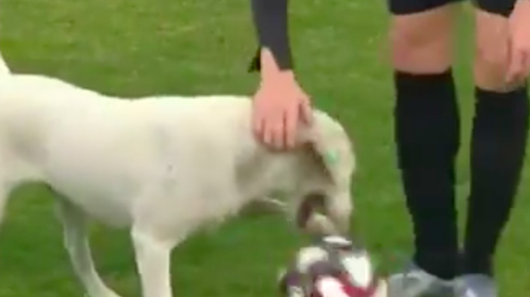 (Video) Este perrito se llevó el corazón de todos en un partido