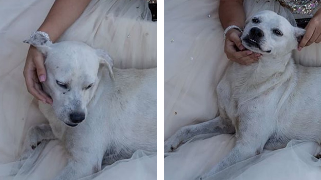 Perrito se mete en las fotos de una quinceañera y se vuelve viral