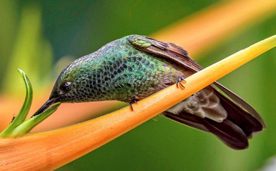 Colibr En Peligro De Extinci N Crean Jardines Para Preservar La