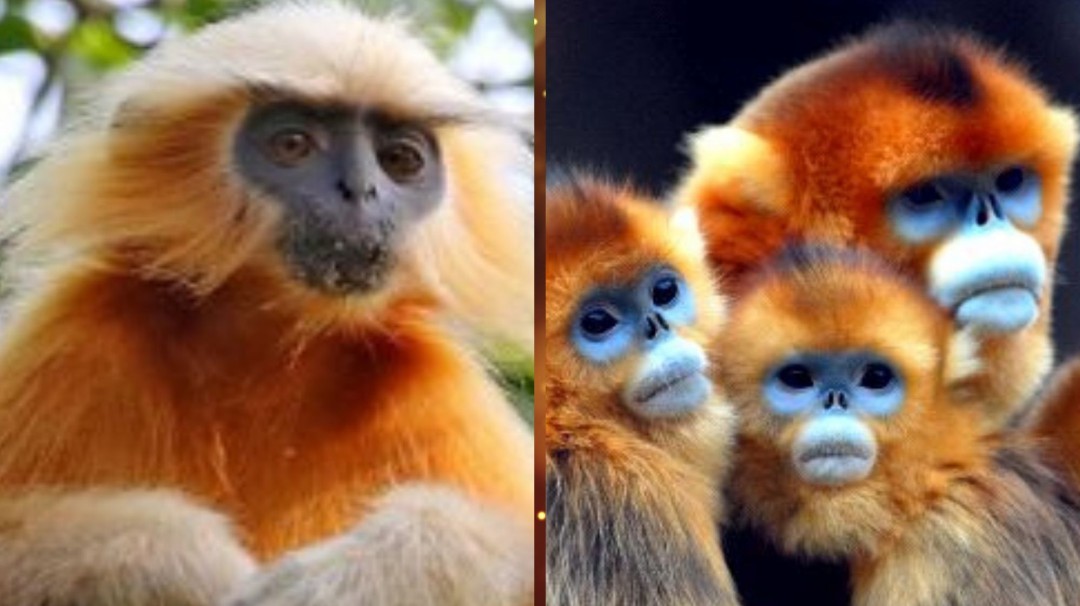 Estamos acabando con todo; ha muerto el último Langur Chato Dorado