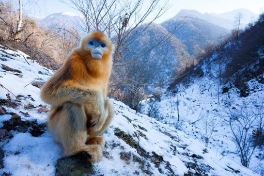 Estamos acabando con todo; ha muerto el último Langur Chato Dorado Estamos acabando con todo; ha muerto el último Langur Chato Dorado