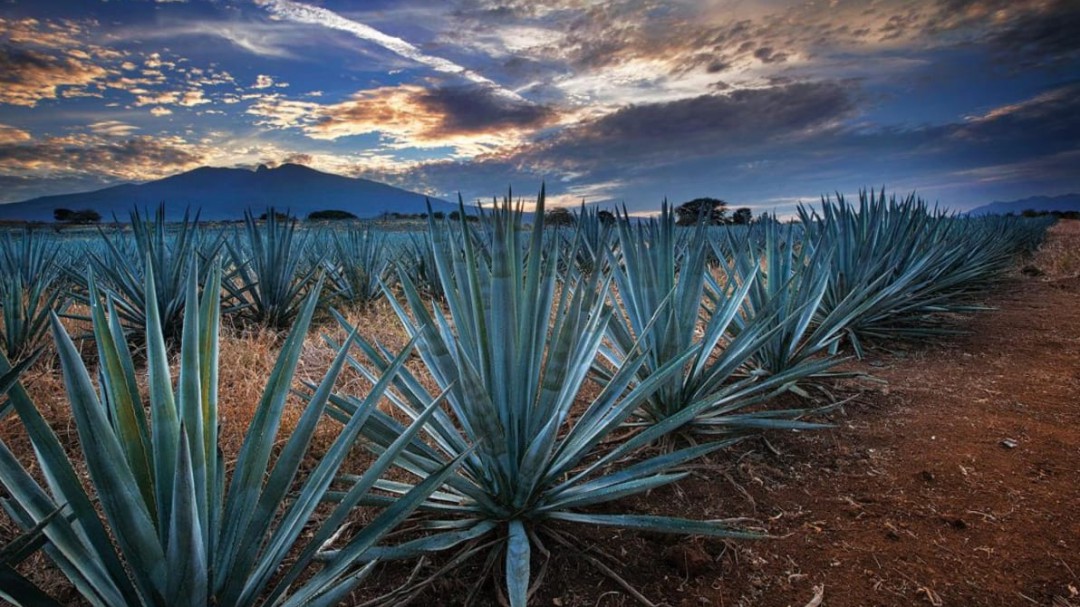 Consulta el reordenamiento del paisaje agavero