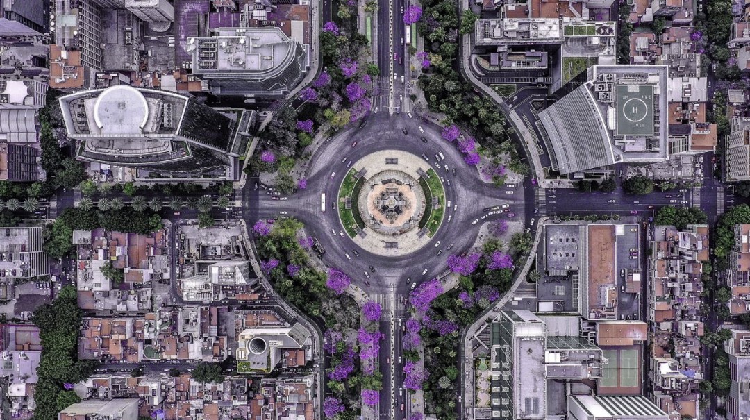 Un respiro lila; mira las jacarandas que llenan la CDMX