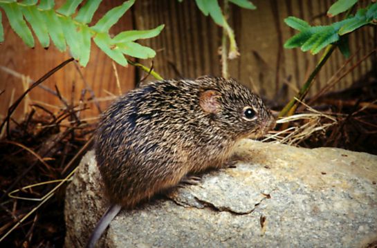 hantavirus-nuevo-virus-china-coronavirus hantavirus-nuevo-virus-china-coronavirus