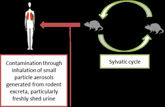 hantavirus-nuevo-virus-china-coronavirus hantavirus-nuevo-virus-china-coronavirus