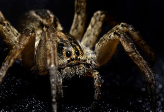 El aumento de las temperaturas en las latitudes del norte está trayendo cambios perturbadores en uno de los depredadores de invertebrados El aumento de las temperaturas en las latitudes del norte está trayendo cambios perturbadores en uno de los depredadores de invertebrados