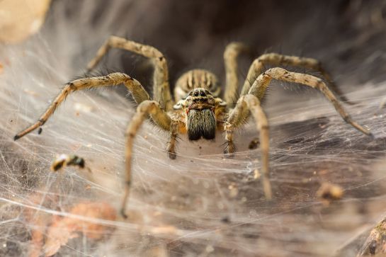 Analizaron las dietas de varias arañas hembras en la naturaleza mediante el análisis de isótopos estables Analizaron las dietas de varias arañas hembras en la naturaleza mediante el análisis de isótopos estables