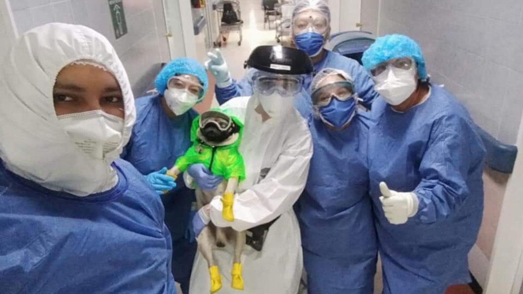 Harley, perrito terapeuta que ayuda a médicos del Hospital 20 de Noviembre