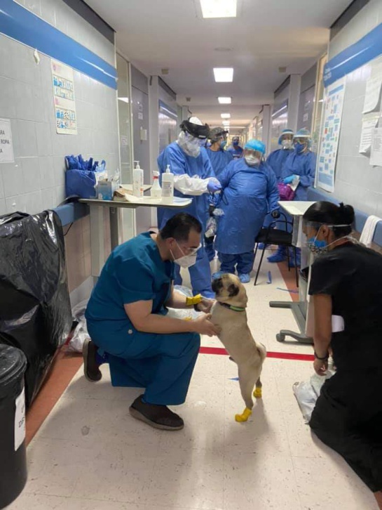 Es un perrito tranquilo, dócil, que logra la interacción natural, dijo la doctora Lucía Ledesma, psicóloga y neuropsicóloga del hospital Es un perrito tranquilo, dócil, que logra la interacción natural, dijo la doctora Lucía Ledesma, psicóloga y neuropsicóloga del hospital