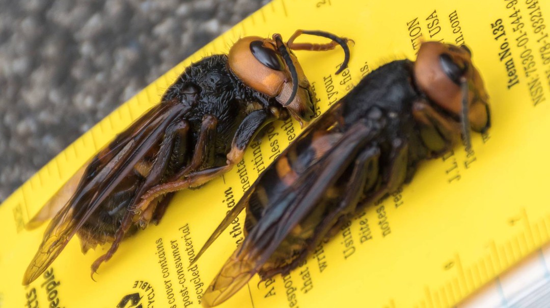 En México sin detectarse presencia de avispón asiático gigante