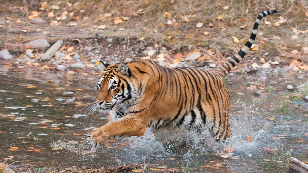 Tigre suelto en Jalisco es capturado con lazo al estilo charro