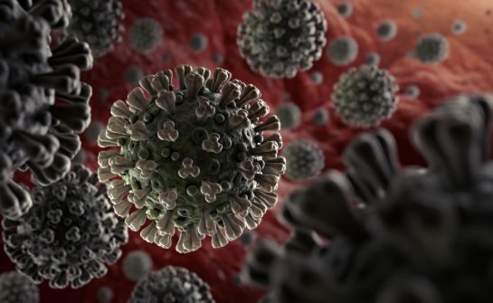 Los estudios que ahora se presentan están hechos en macacos rhesus y los investigadores exploraron si la exposición inicial al SARS-CoV-2 protegía contra la reinfección Los estudios que ahora se presentan están hechos en macacos rhesus y los investigadores exploraron si la exposición inicial al SARS-CoV-2 protegía contra la reinfección