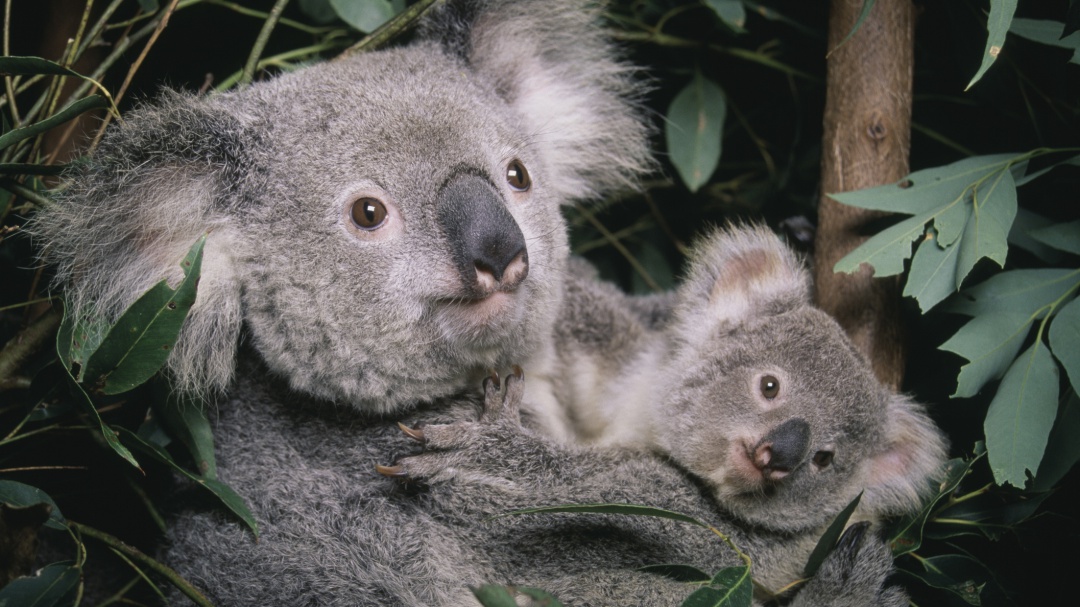 Nace el primer bebé koala en Australia tras los incendios forestales