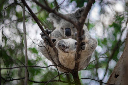 El tan esperado koala recibió el nombre de Ash El tan esperado koala recibió el nombre de Ash