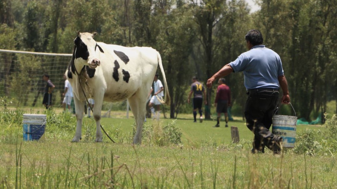 Celebran ganaderos el Día Mundial de la Leche en línea