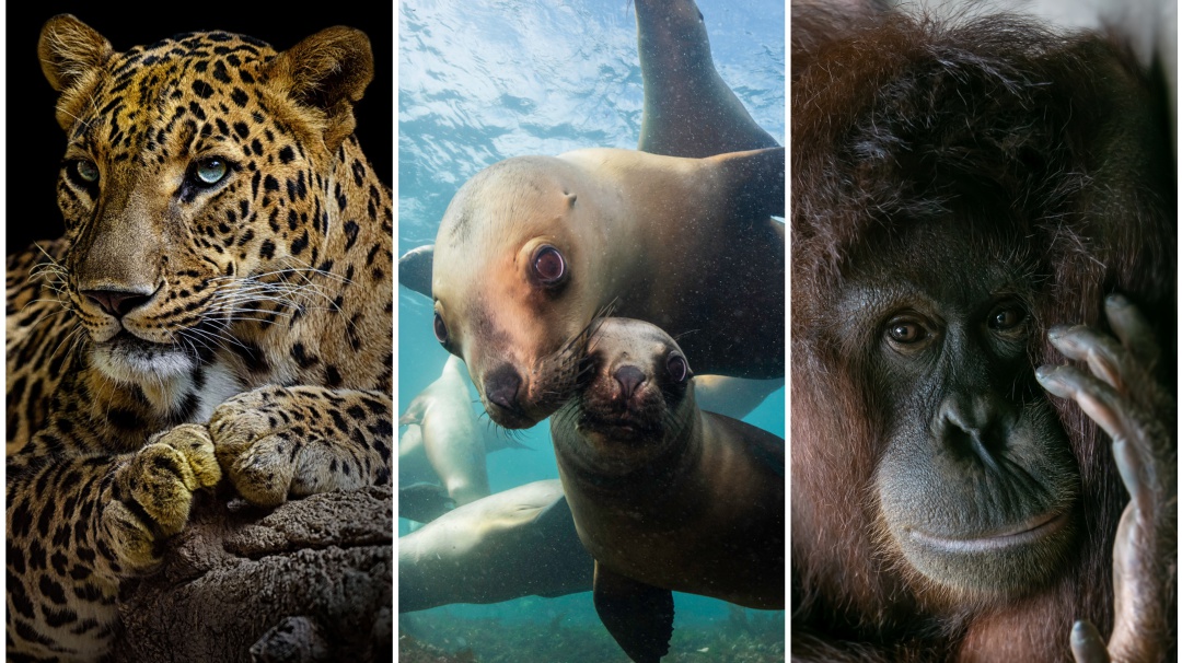Amenaza la sexta extinción masiva a más de 500 animales