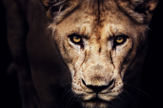 Amenaza la sexta extinción masiva a más de 500 animales Amenaza la sexta extinción masiva a más de 500 animales