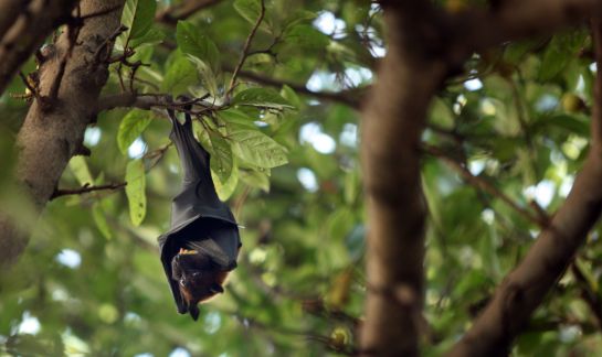 nuevos-coronavirus-muercielagos-en-china-estudio- nuevos-coronavirus-muercielagos-en-china-estudio-