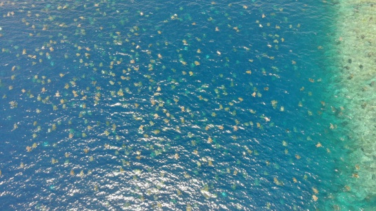 Alrededor fueron 64 mil tortugas que llegaron para anidarse en Raine Island, donde se ubican la colonia de tortugas más grande del mundo Alrededor fueron 64 mil tortugas que llegaron para anidarse en Raine Island, donde se ubican la colonia de tortugas más grande del mundo