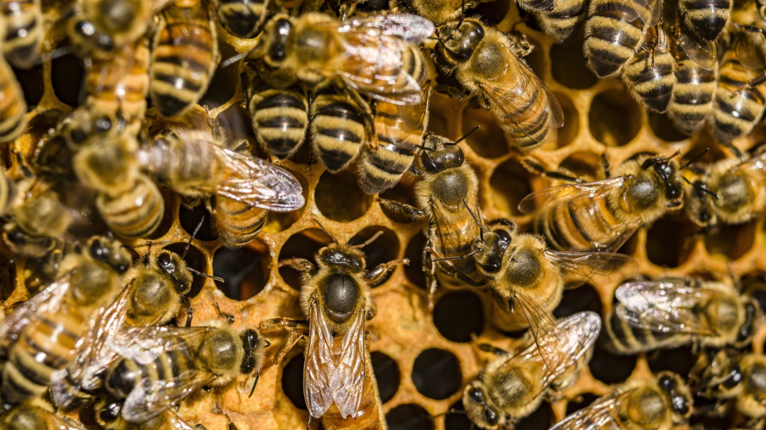 De esta manera se defienden las abejas contra el ataque de avispones