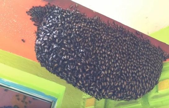 Las abejas se organizan para realizar la vibración de su abdomen, las especies como avispones responden directamente a la señal de ‘protección’ Las abejas se organizan para realizar la vibración de su abdomen, las especies como avispones responden directamente a la señal de ‘protección’