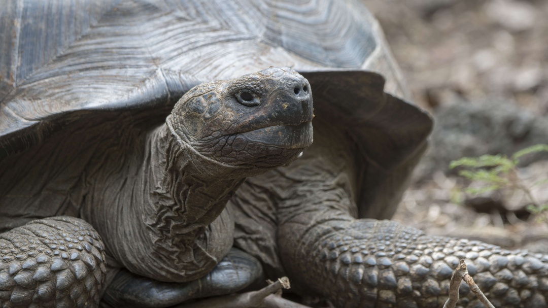 La tortuga Diego regresa a su casa tras salvar a su especie con 800 hijos