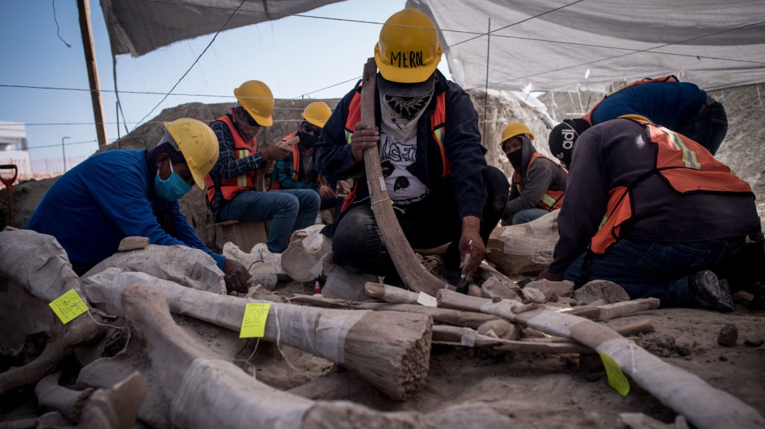 Ordena juez federal proteger vestigios de mamuts en Santa Lucía
