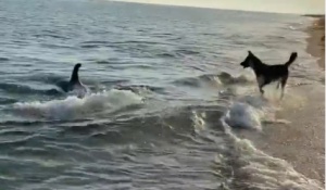 Qué ternura; conmueven perrito y delfín que juegan a la orilla del mar Qué ternura; conmueven perrito y delfín que juegan a la orilla del mar